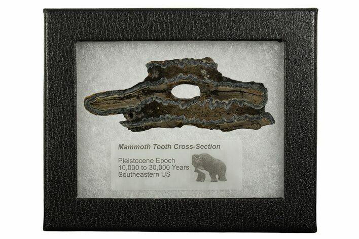 Mammoth Molar Slice With Case - South Carolina #337740